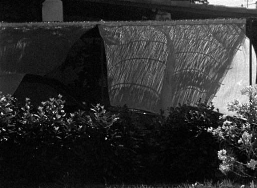 Honore Nicolas.Still.2